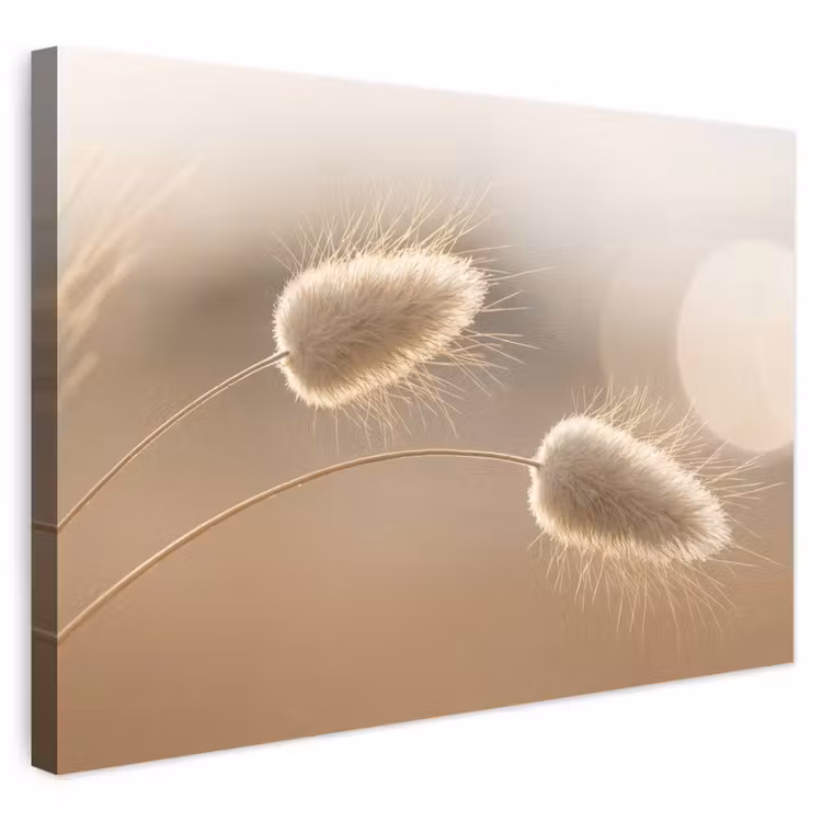 Buiten canvas - Hazestaartgras - Graanharen - Zonlicht — 1