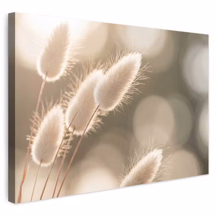Buiten canvas - Hazestaartgras - Wit - Zonlicht — 1