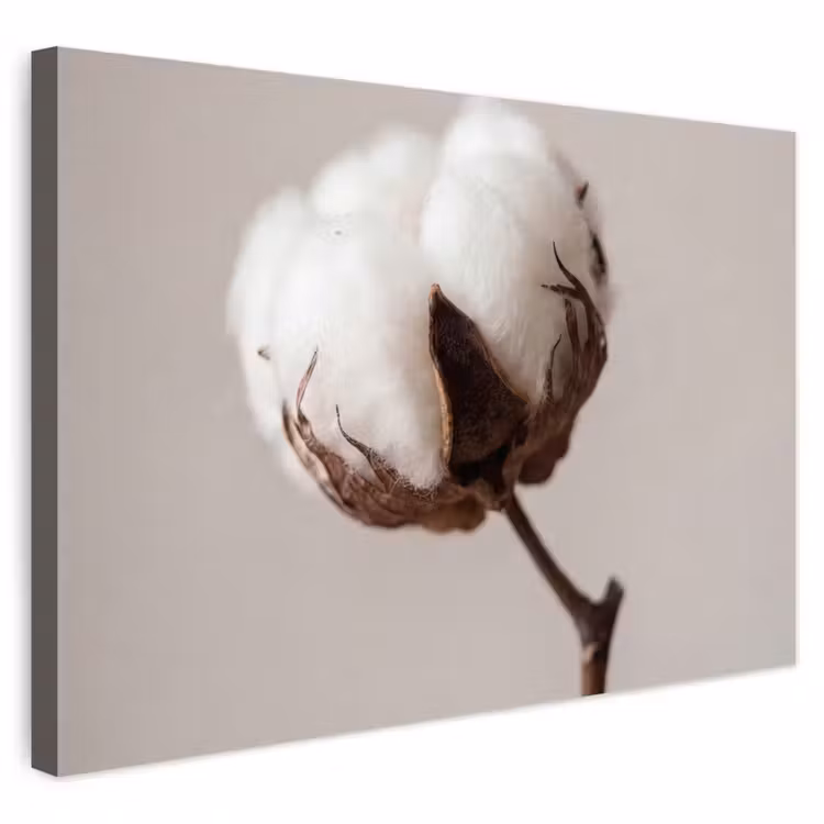 Buiten canvas - Katoenbol - Minimalistisch - Wit — 1