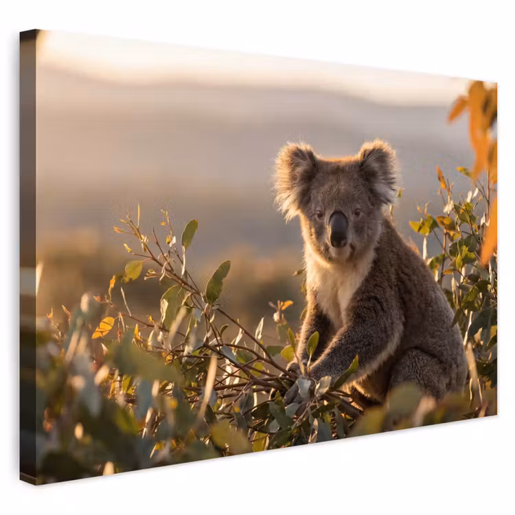 Buiten canvas - Koala - Bladeren - Ochtendlicht — 1