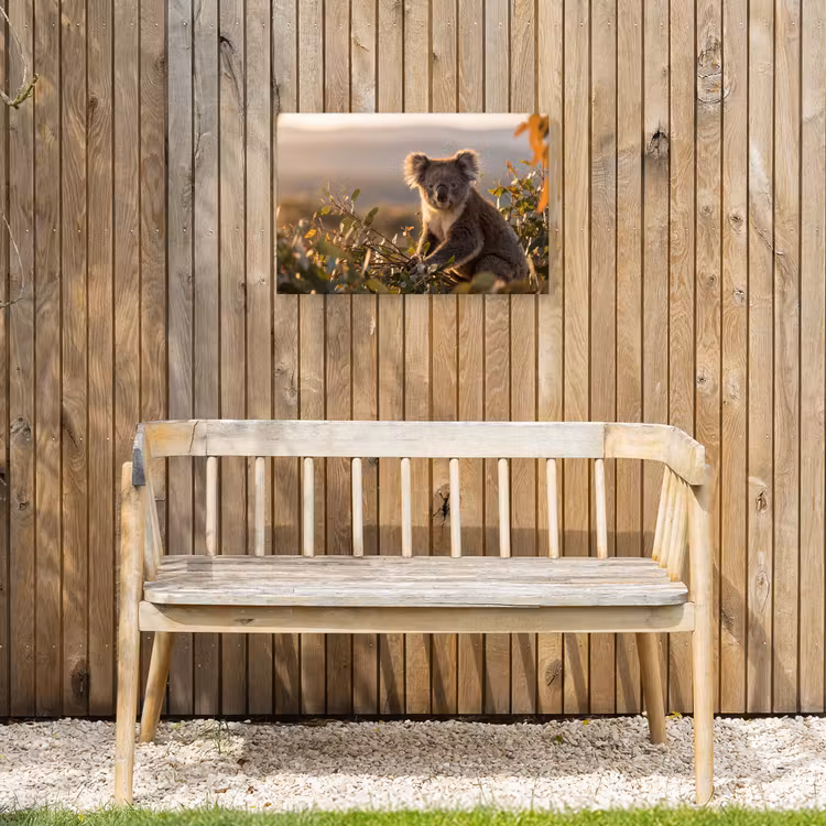Buiten canvas - Koala - Bladeren - Ochtendlicht — 3