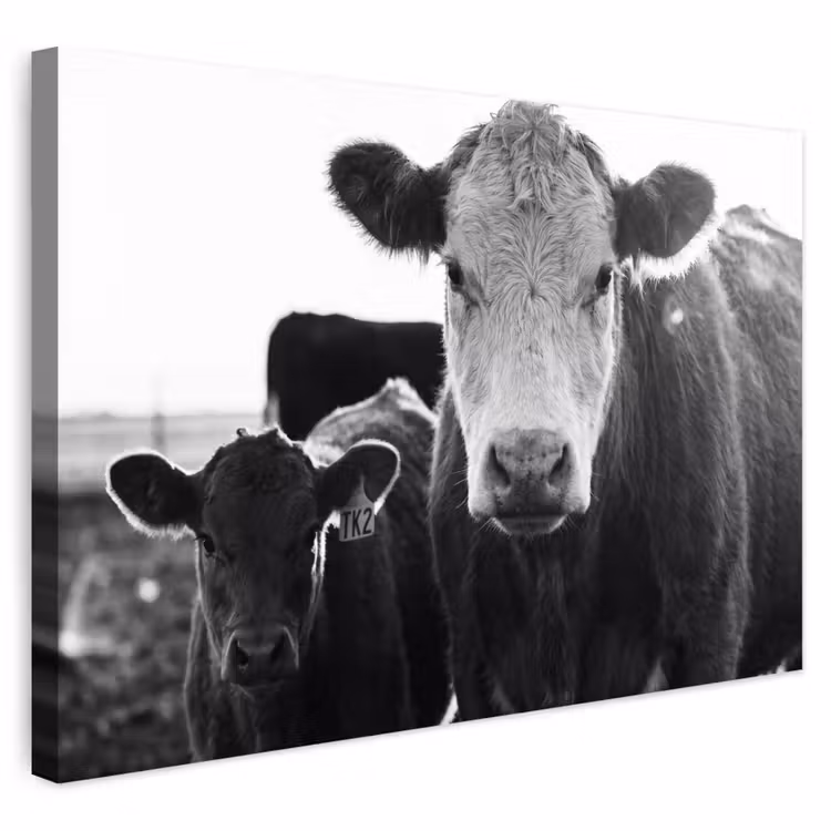 Buiten canvas - Koeien - Zwart - Wit — 1
