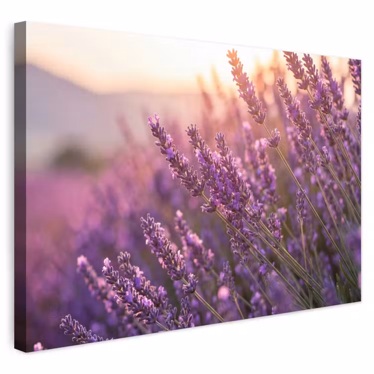 Buiten canvas - Lavendel - Paars - Zonlicht — 1