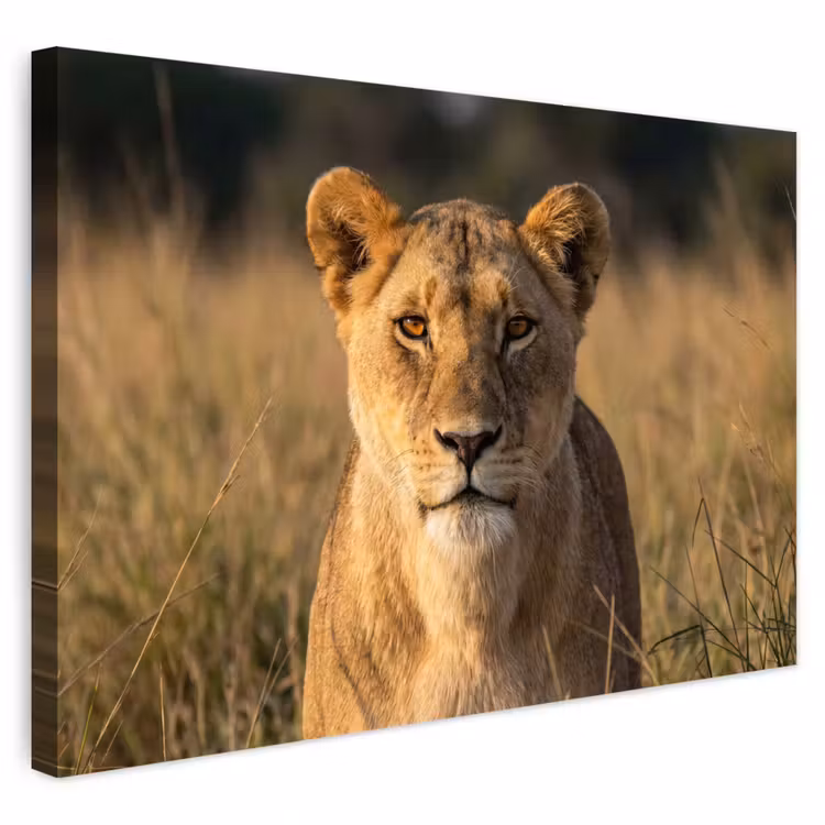 Buiten canvas - Leeuwin - Gras - Geel — 1