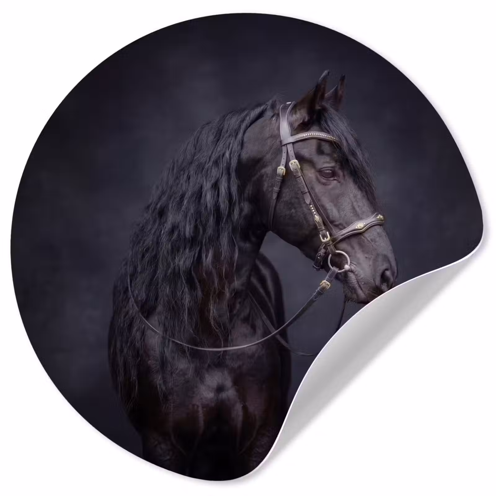 Behangcirkel - Portret - Paard - Donker — 1