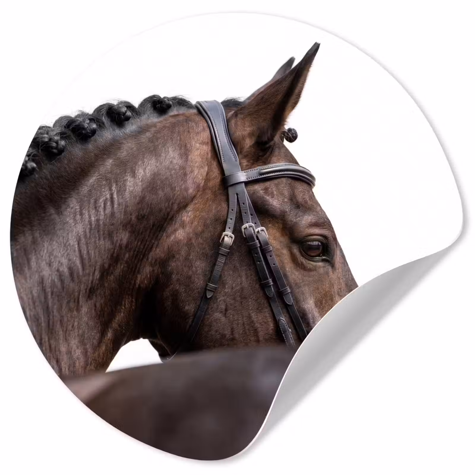 Behangcirkel - Portret - Paard - Elegant — 1