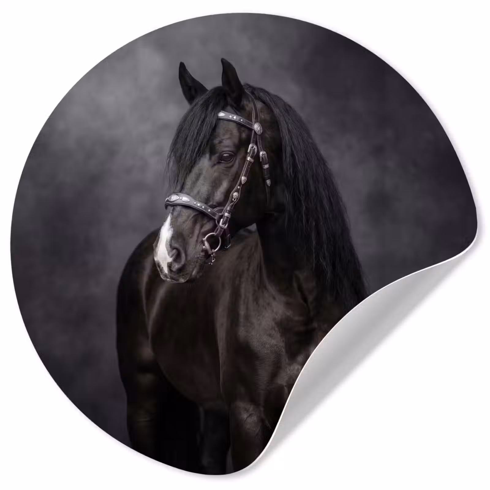 Behangcirkel - Portret - Paard - Zwart — 1