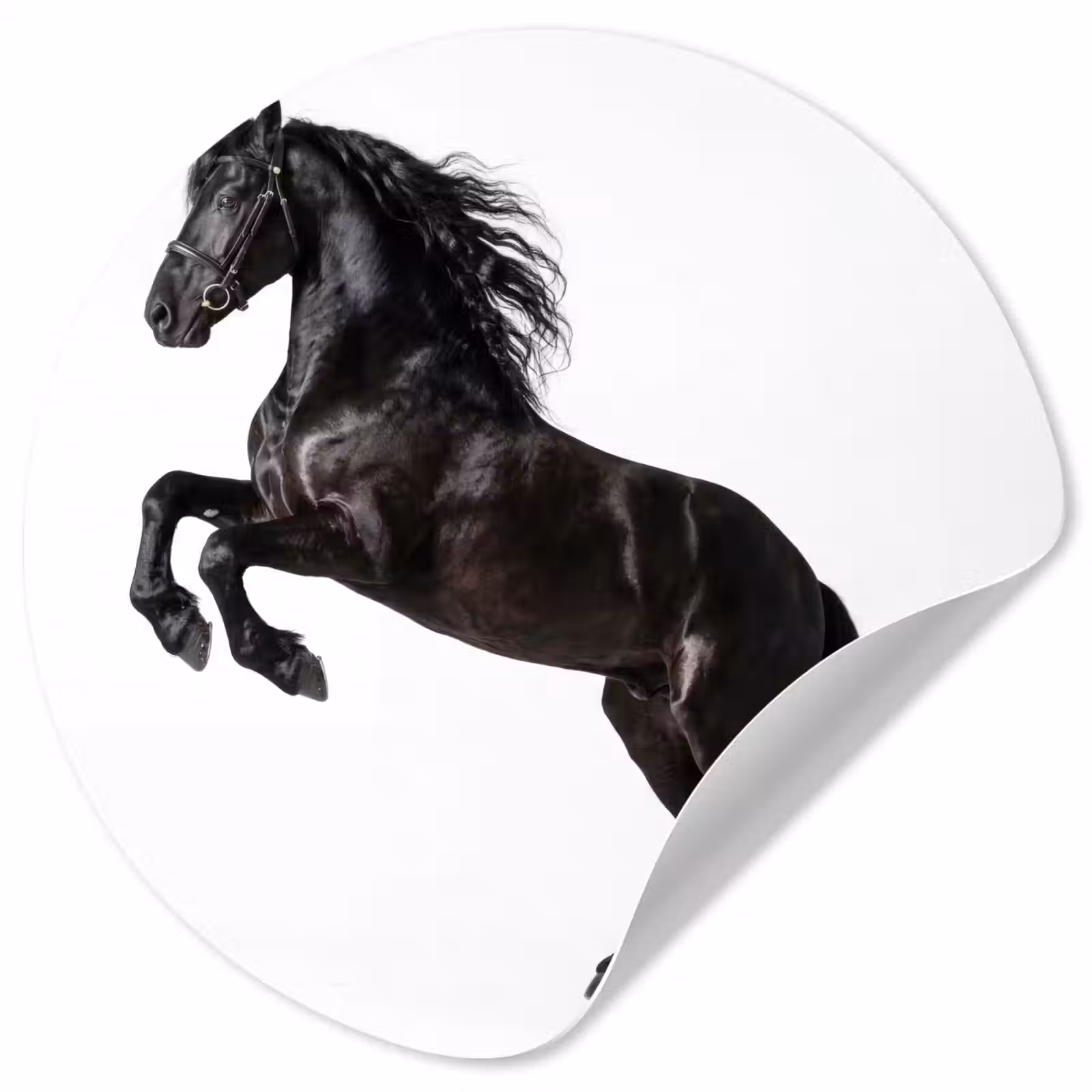 Behangcirkel - Zwart - Paard - Portret — 1