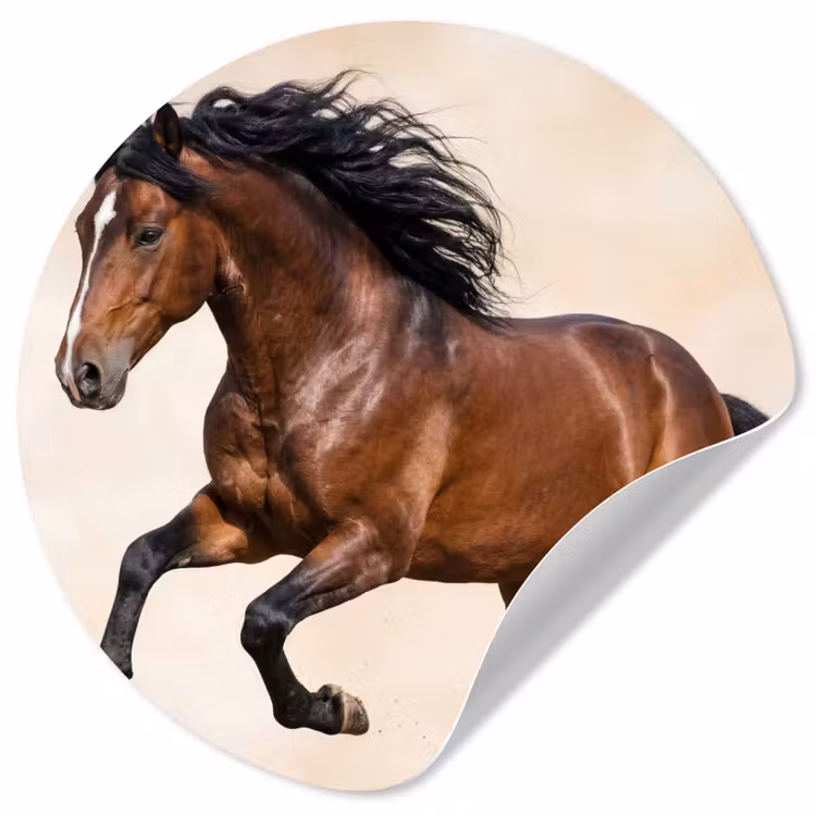 Behangcirkel - Paard - Galop - Energie — 1