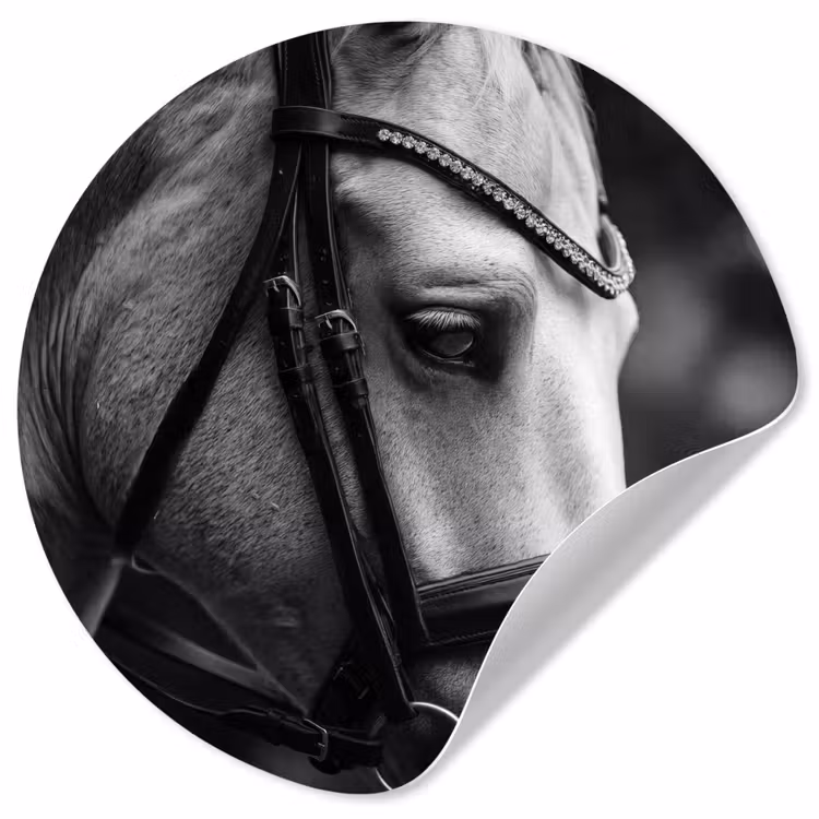 Behangcirkel - Paard - Schimmel - Portret — 1