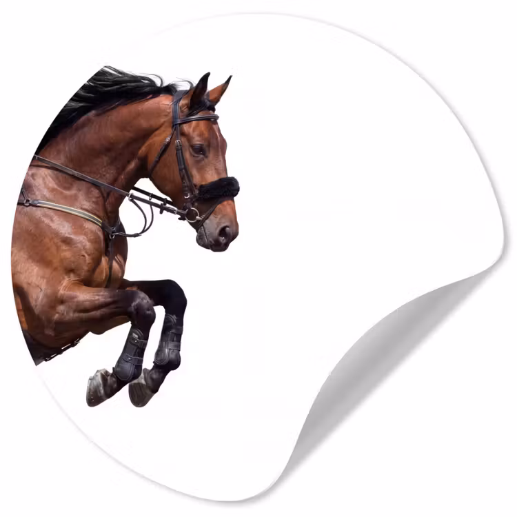 Behangcirkel - Paard - Springen - Modern — 1