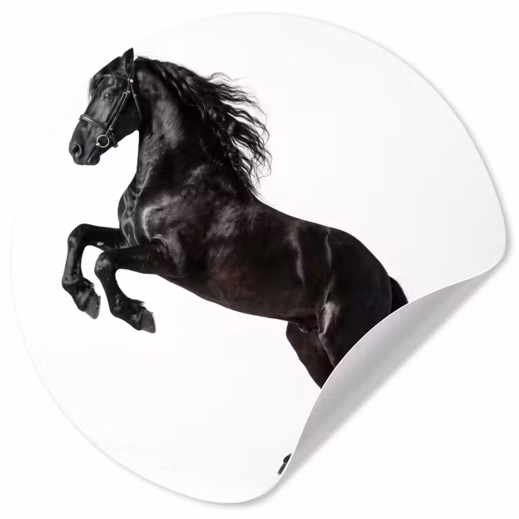 Behangcirkel - Zwart - Paard - Portret — 1