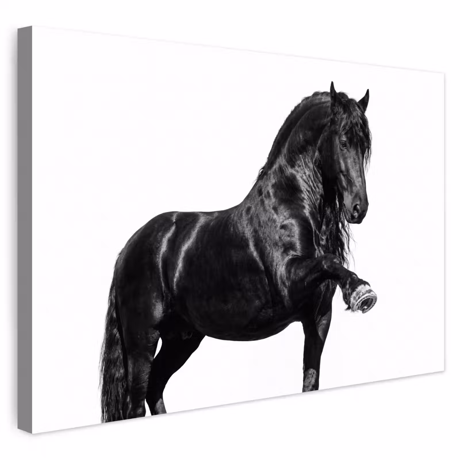 Buiten canvas - Fries - Hengst - Modern — 1