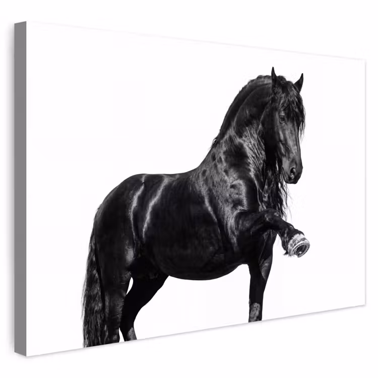 Buiten canvas - Fries - Hengst - Modern — 1