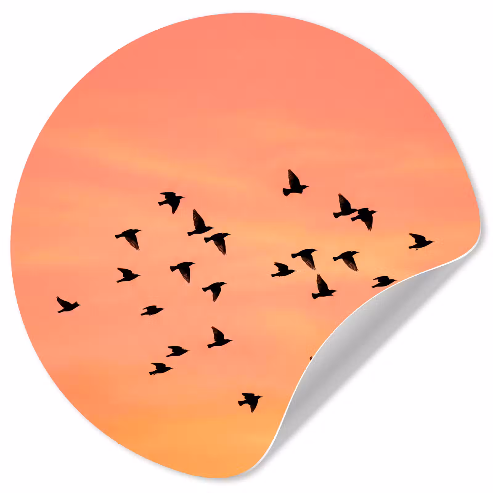 Behangcirkel - Zwerm - Vogels - Oranje — 1
