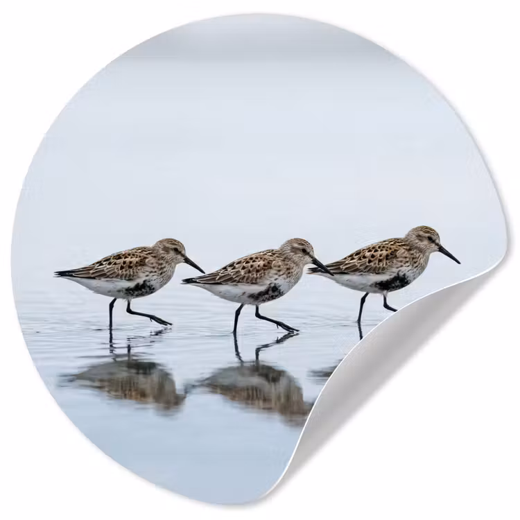 Behangcirkel - Vogels - Water - Grijs — 1