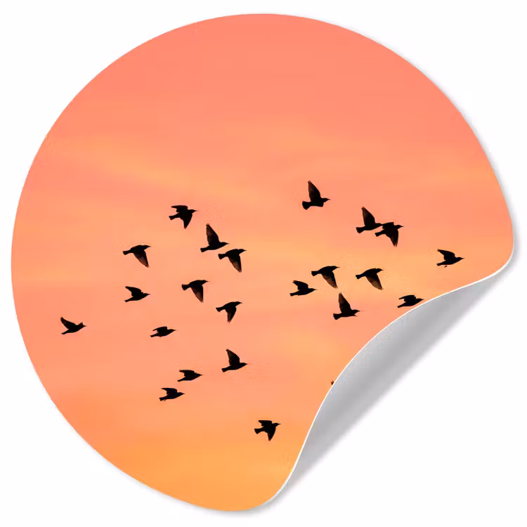 Behangcirkel - Zwerm - Vogels - Oranje — 1