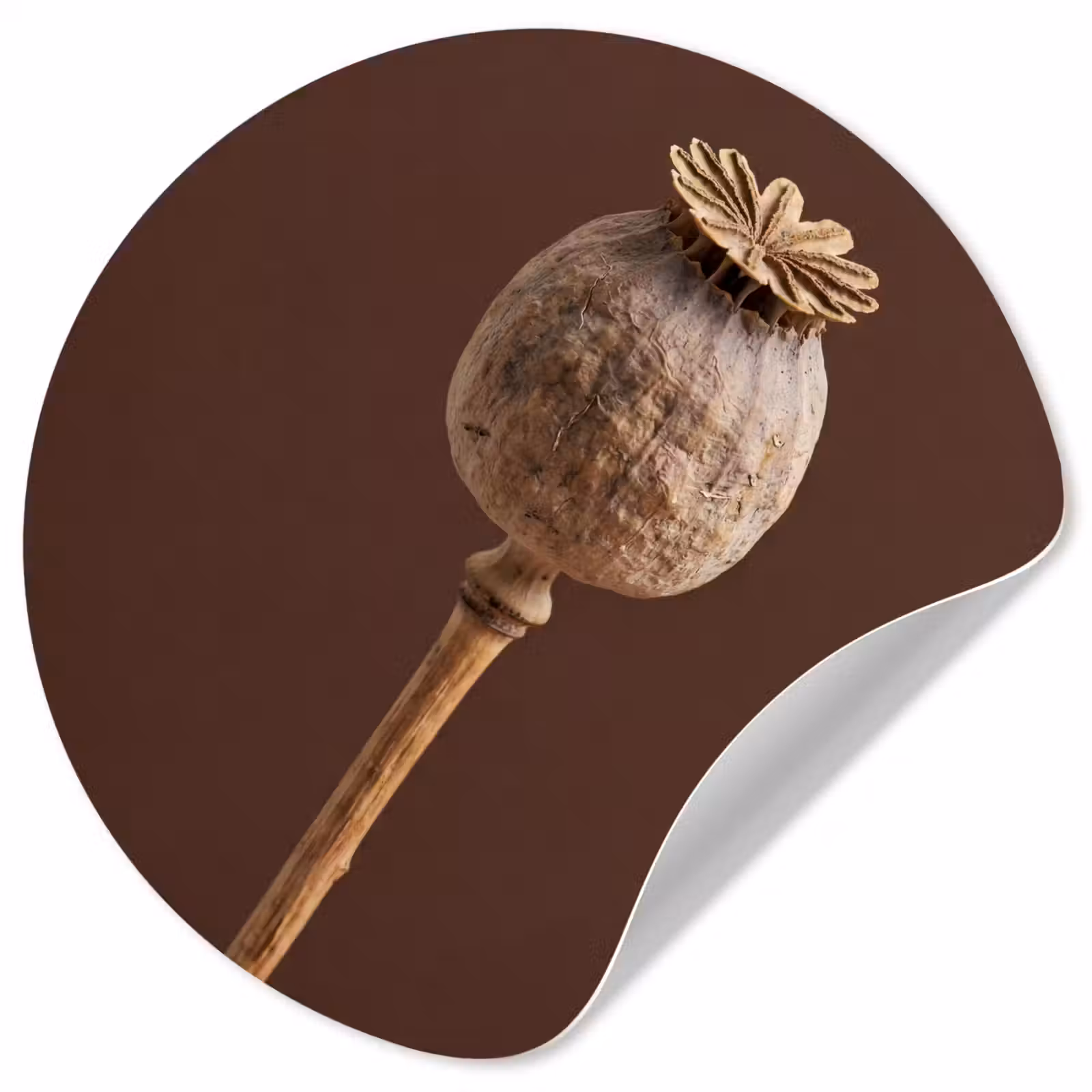 Behangcirkel - Papaverbol - Droogbloem - Bruin - Minimalistisch — 1