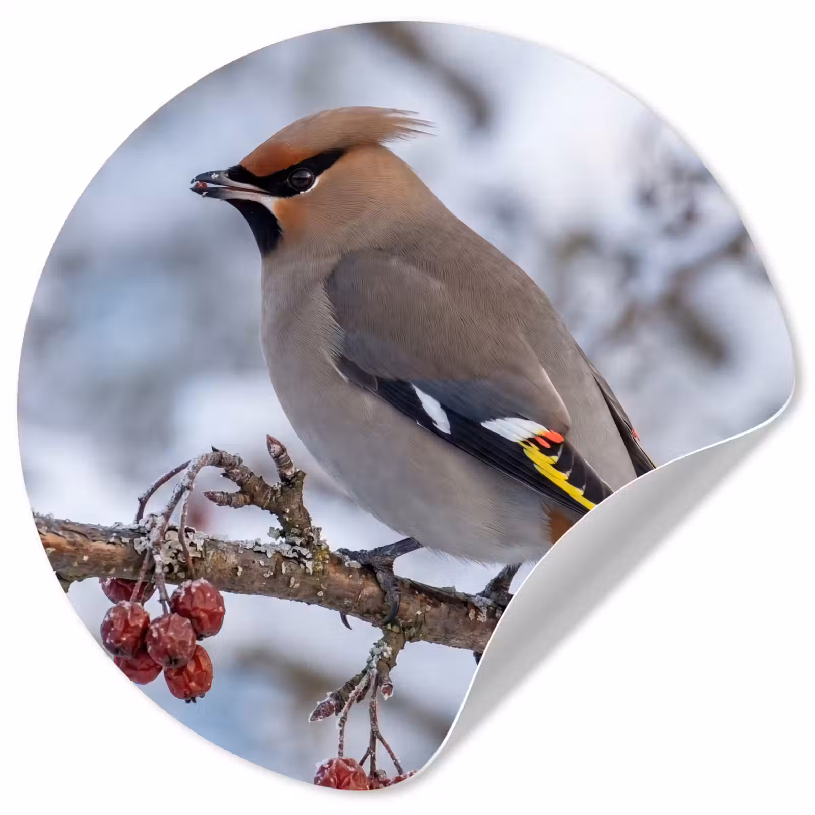 Behangcirkel - Pestvogel - Bessen - Winter - Natuur — 1