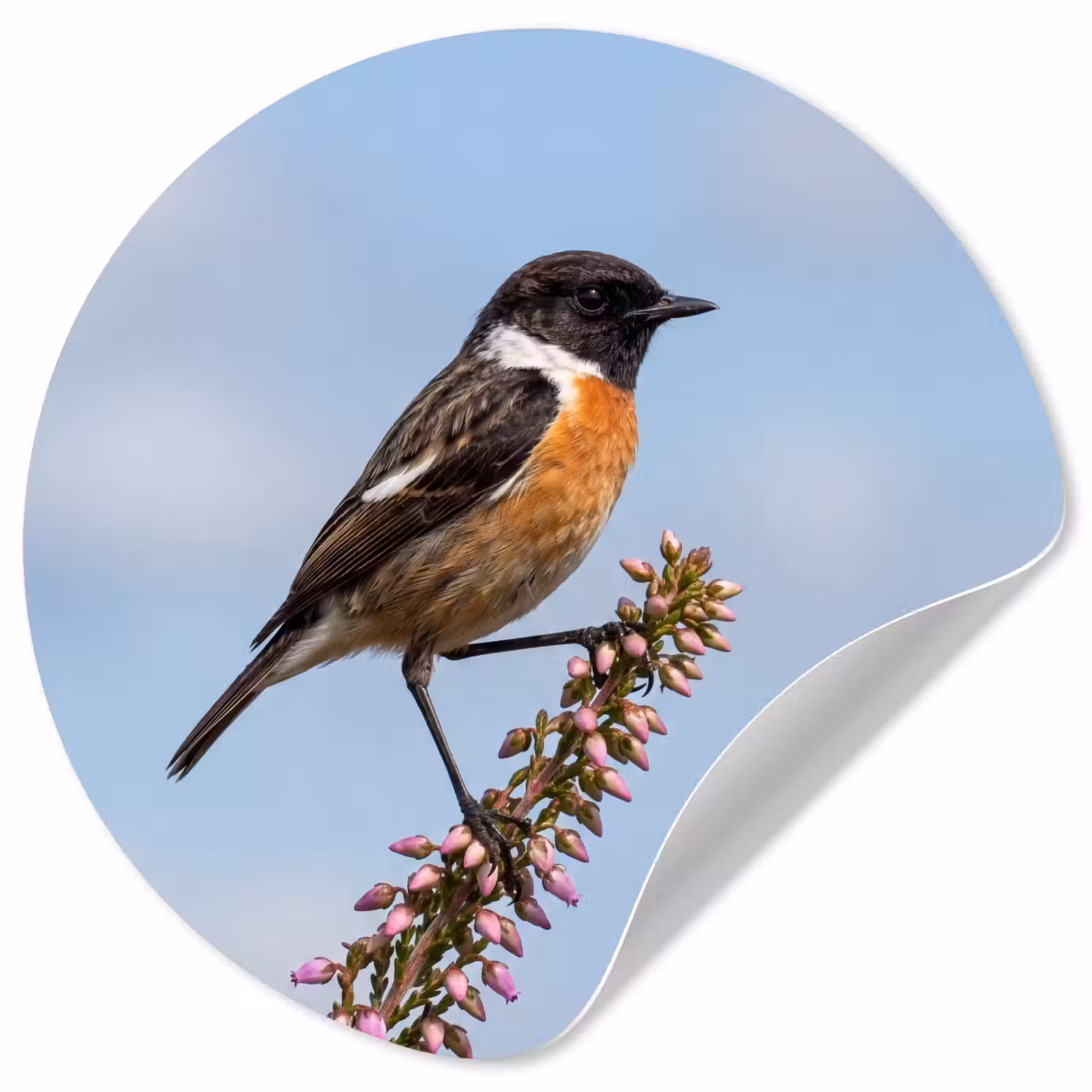Behangcirkel - Roodborsttapuit - Heide - Paars - Natuur - Sfeervol — 1