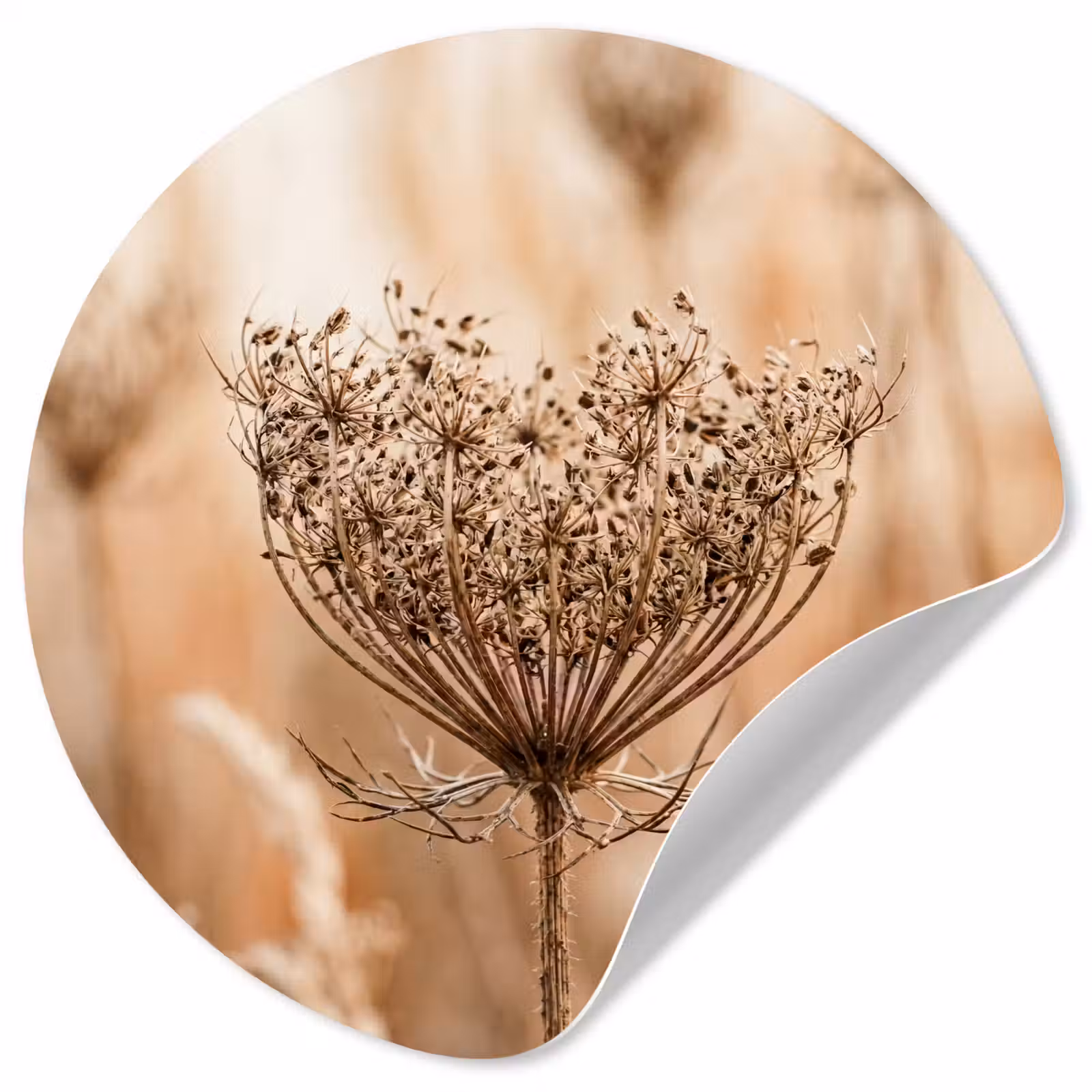 Behangcirkel - Schermbloem - Droogbloem - Winter - Beige - Minimalistisch — 1