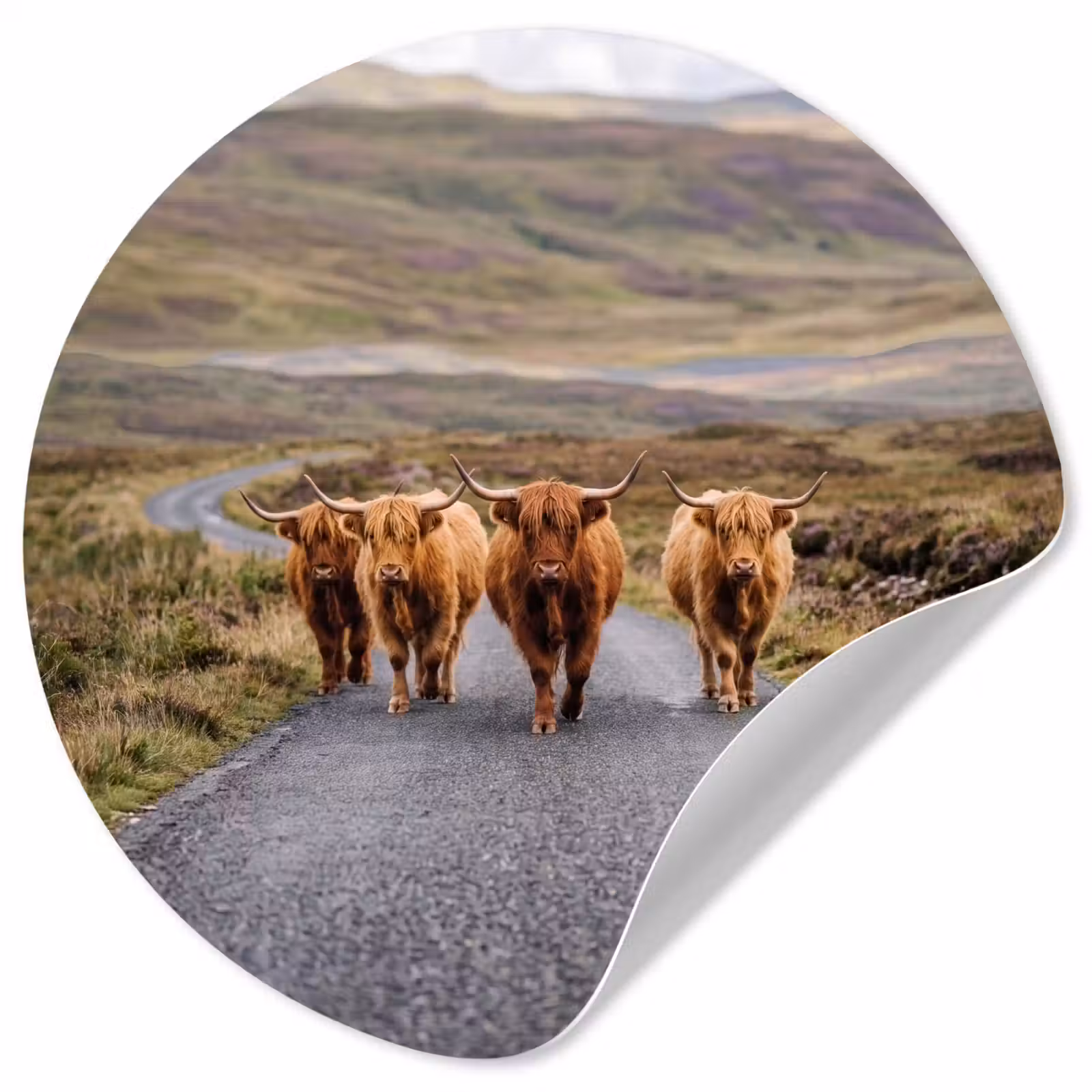Behangcirkel - Schotse Hooglanders - Weg - Landschap - Kudde — 1