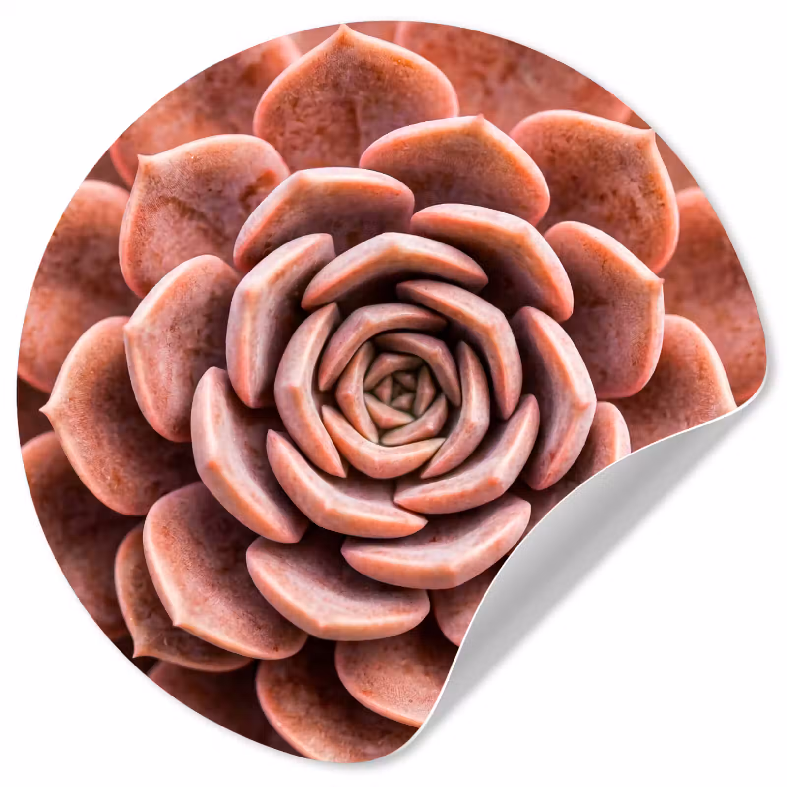 Behangcirkel - Vetplant - Organisch - Roze — 1