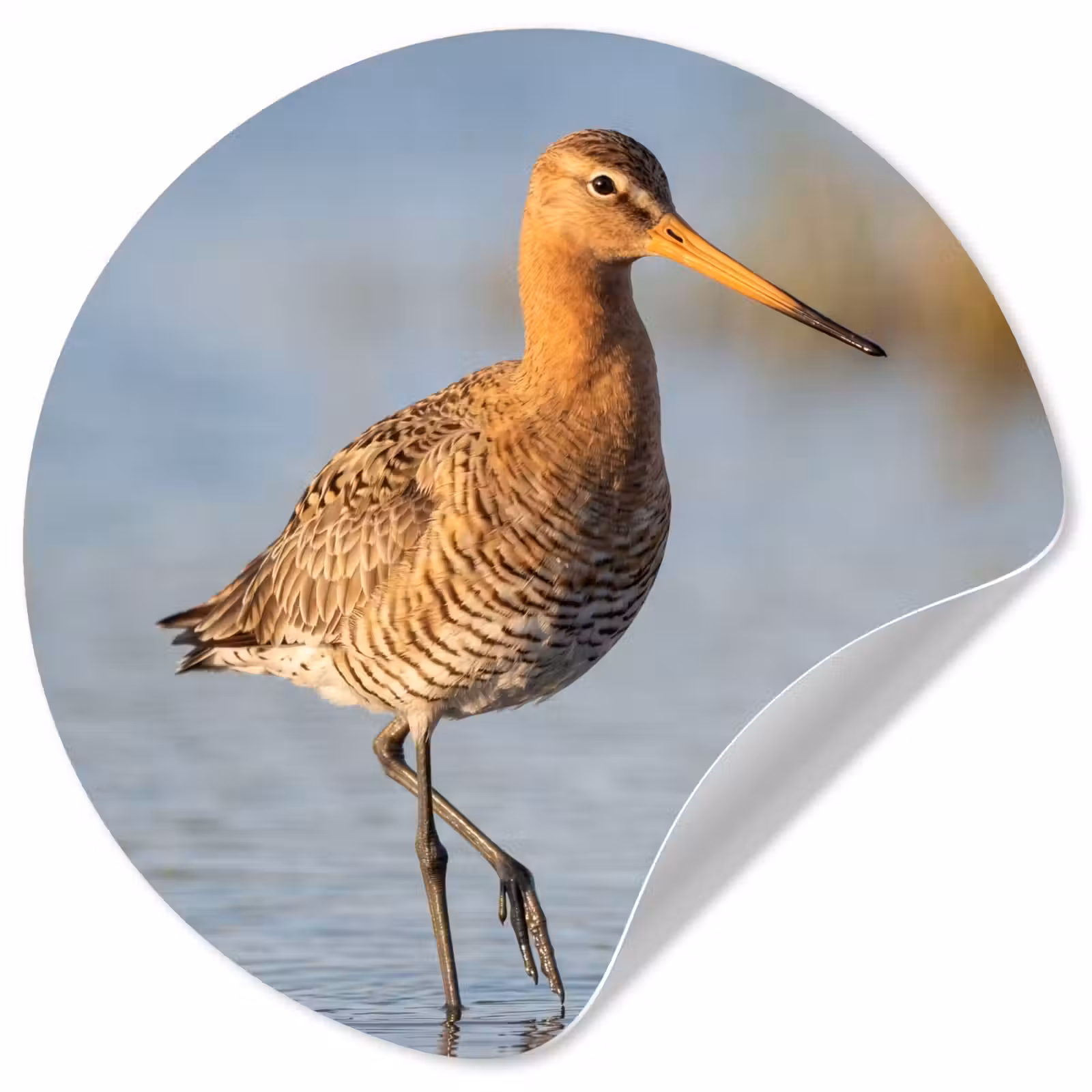 Behangcirkel - Vogel - Steltloper - Water - Natuur — 1