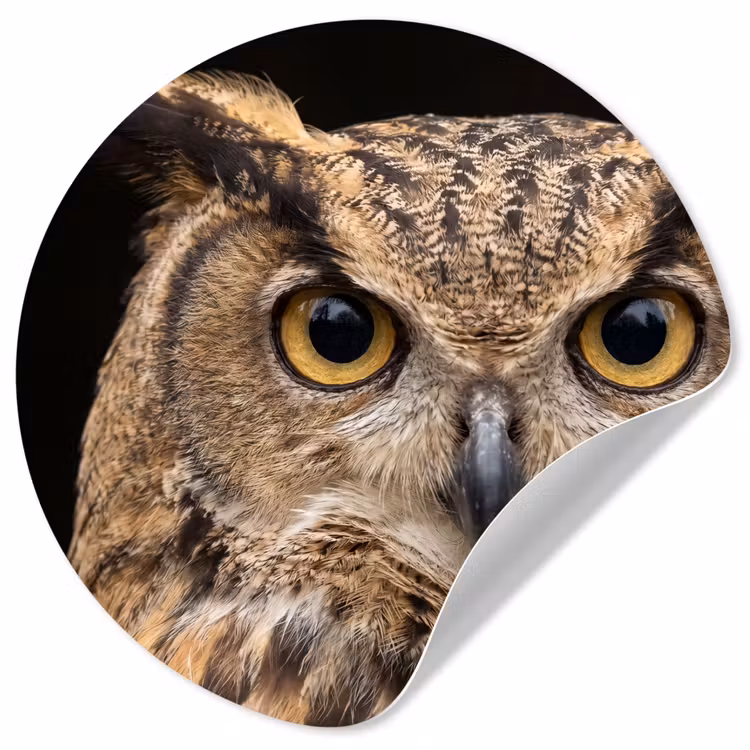 Behangcirkel - Oehoe - Uil - Portret - Bruin — 1