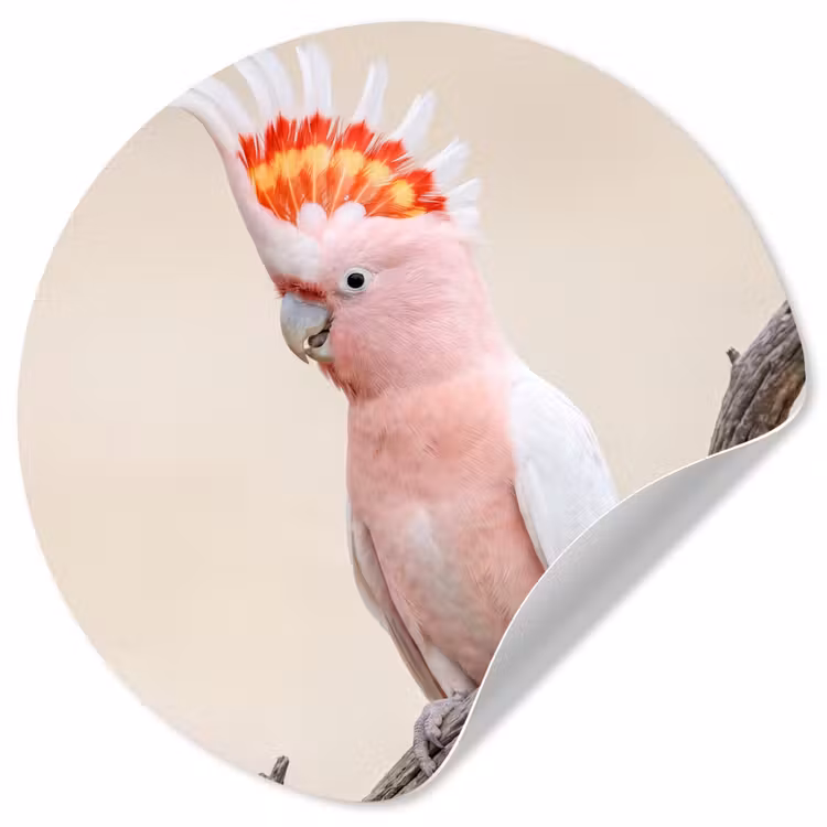 Behangcirkel - Papagaai - Tak - Roze — 1