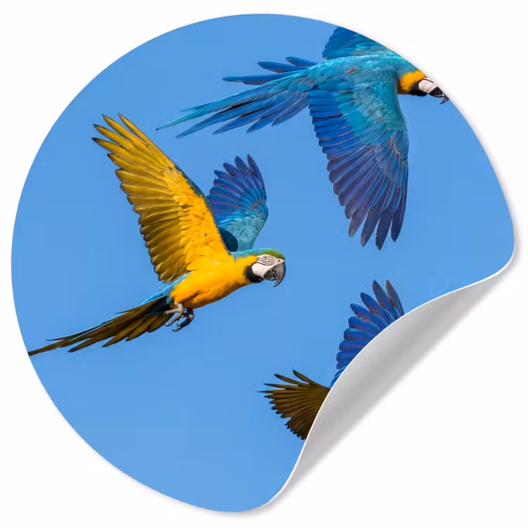 Behangcirkel - Papagaai - Vliegen - Blauw - Geel — 1