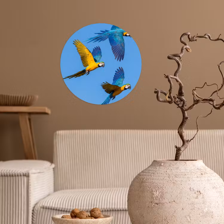 Behangcirkel - Papagaai - Vliegen - Blauw - Geel — 2