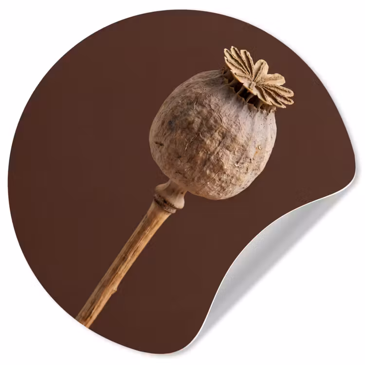 Behangcirkel - Papaverbol - Droogbloem - Bruin - Minimalistisch — 1