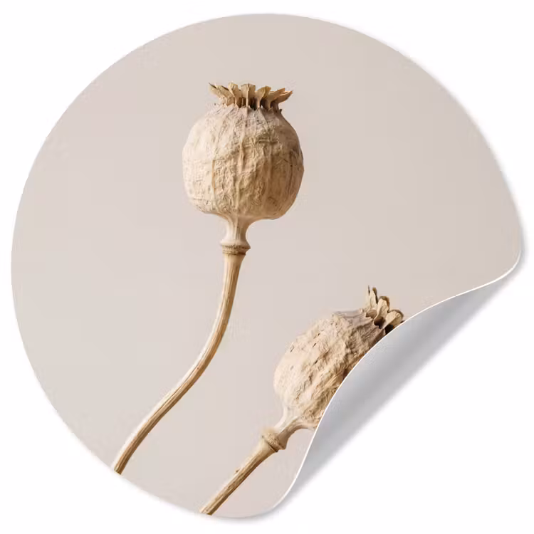 Behangcirkel - Papaverbollen - Droogbloemen - Minimalistisch - Beige - Rustig — 1