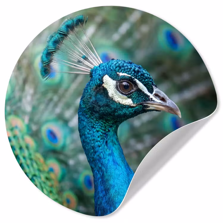 Behangcirkel - Pauw - Veren - Blauw — 1
