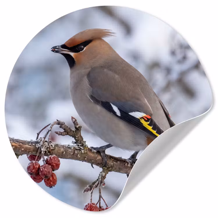 Behangcirkel - Pestvogel - Bessen - Winter - Natuur — 1