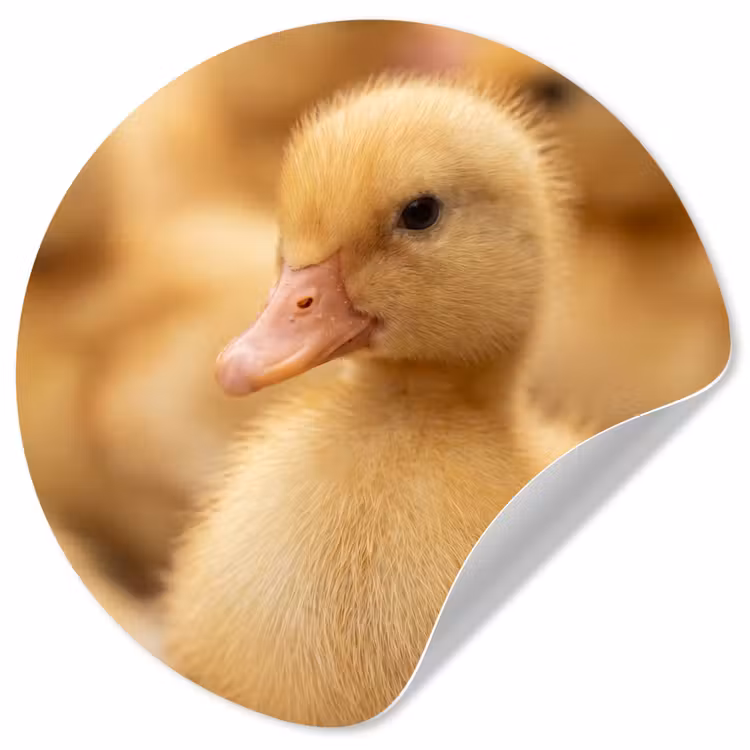 Behangcirkel - Pijltje - Eend - Natuur - Geel — 1