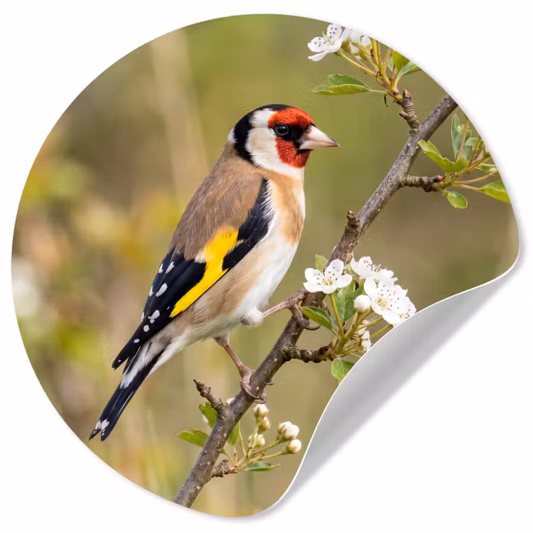 Behangcirkel - Putter - Bloesem - Lente - Natuur - Kleurrijk — 1