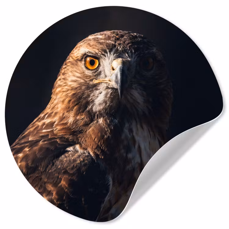 Behangcirkel - Roofvogel - Buizerd - Bruin — 1