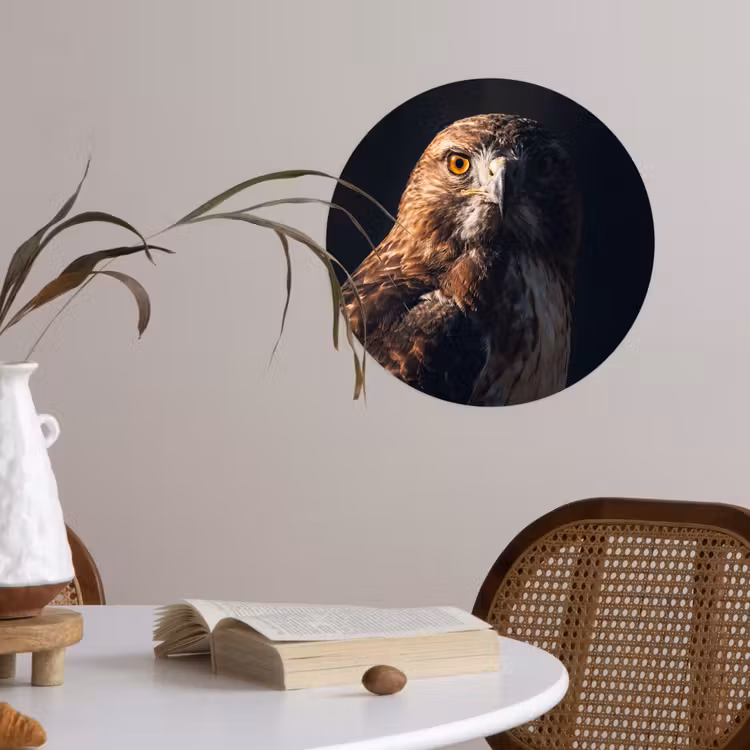 Behangcirkel - Roofvogel - Buizerd - Bruin — 4