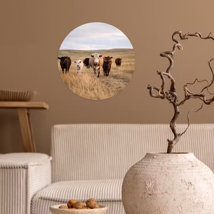 Behangcirkel - Runderen - Kudde - Landschap - Weide - Rustig — 2