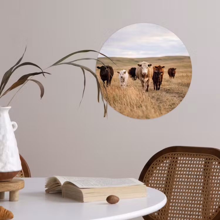 Behangcirkel - Runderen - Kudde - Landschap - Weide - Rustig — 4