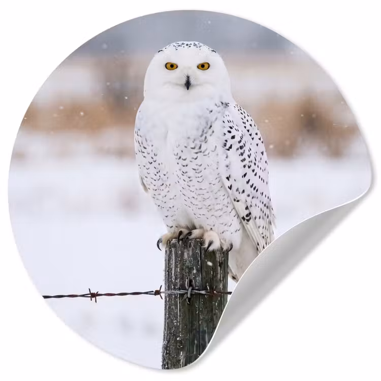 Behangcirkel - Sneeuwuil - Hek - Sneeuw - Wit — 1