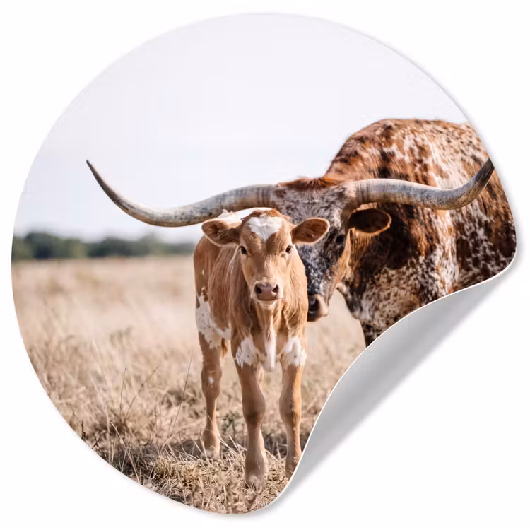 Behangcirkel - Texas Longhorn - Kalf - Weide - Dieren — 1