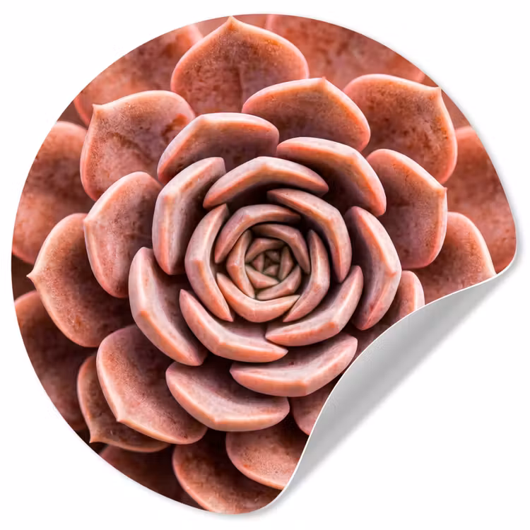 Behangcirkel - Vetplant - Organisch - Roze — 1