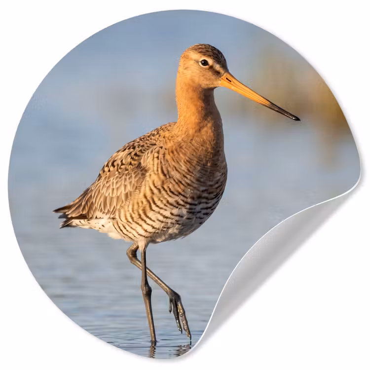 Behangcirkel - Vogel - Steltloper - Water - Natuur — 1
