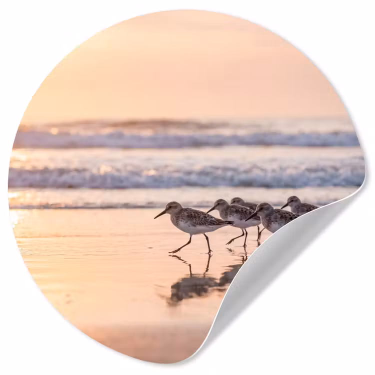 Behangcirkel - Zee - Vogels - Strand — 1