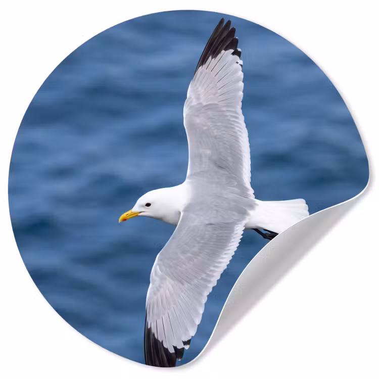 Behangcirkel - Zeemeeuw - Oceaan - Blauw — 1