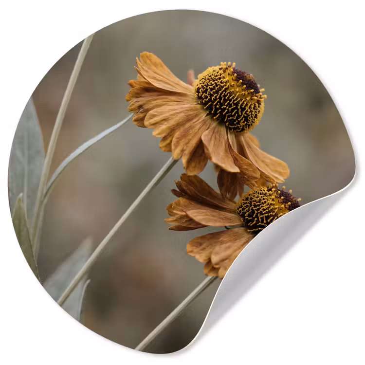 Behangcirkel - Zonnehoed - Droogbloemen - Geel - Warm — 1