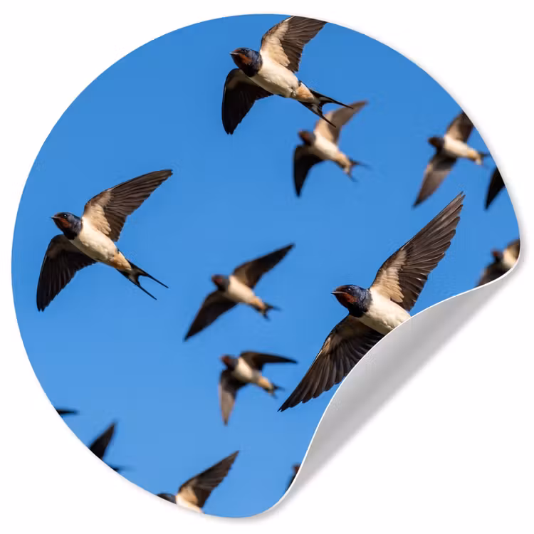 Behangcirkel - Zwaluwen - Vliegen - Blauw — 1